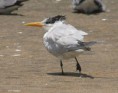 /album/photogallery/royal-tern-tanji-gambia-jpg/